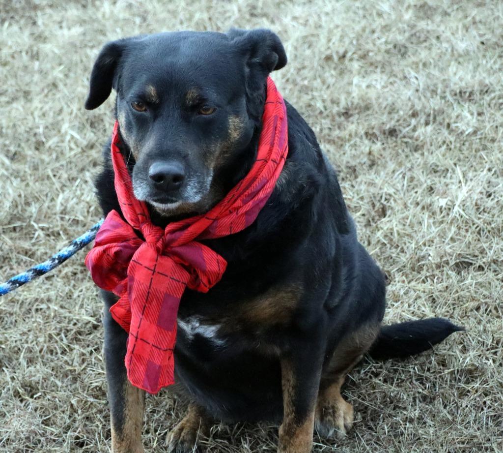 Dory, Adoptable, Adult Female Mixed Breed.