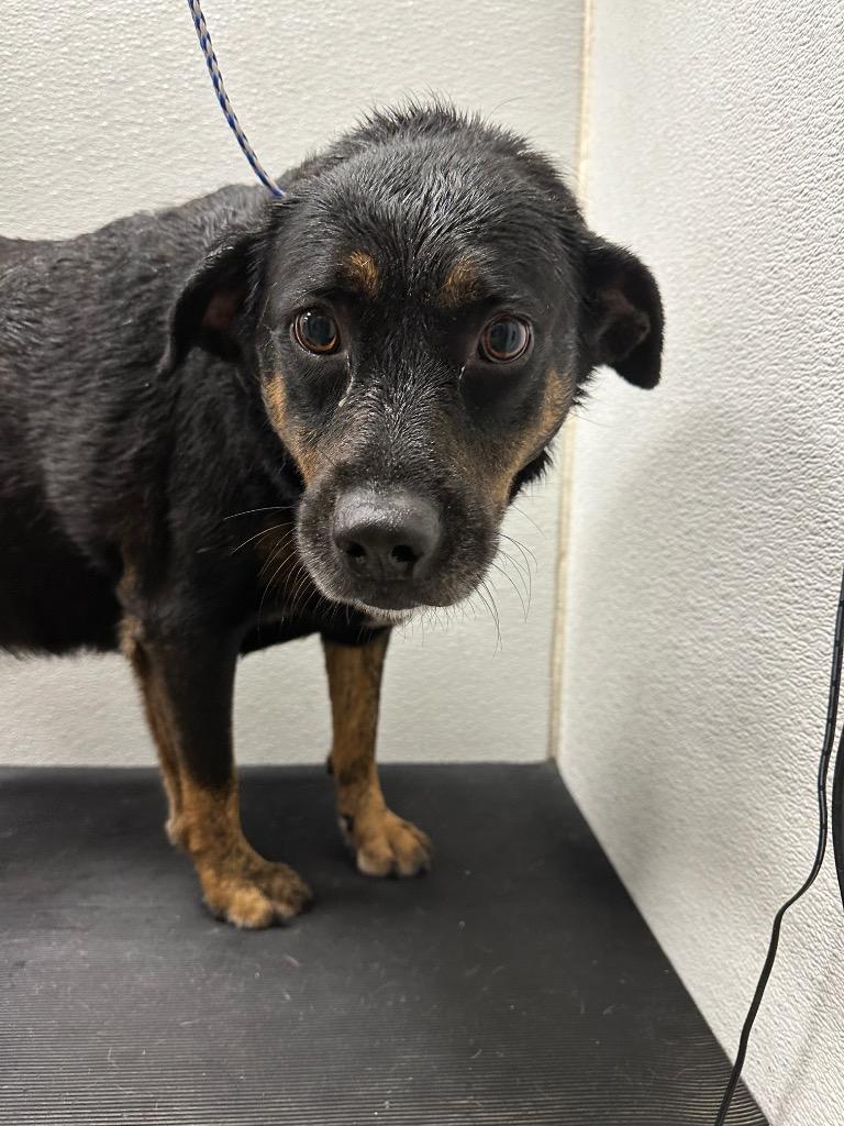 Enlarge Dory, a Adoptable Mixed Breed in Jonesboro, AR image 2/2