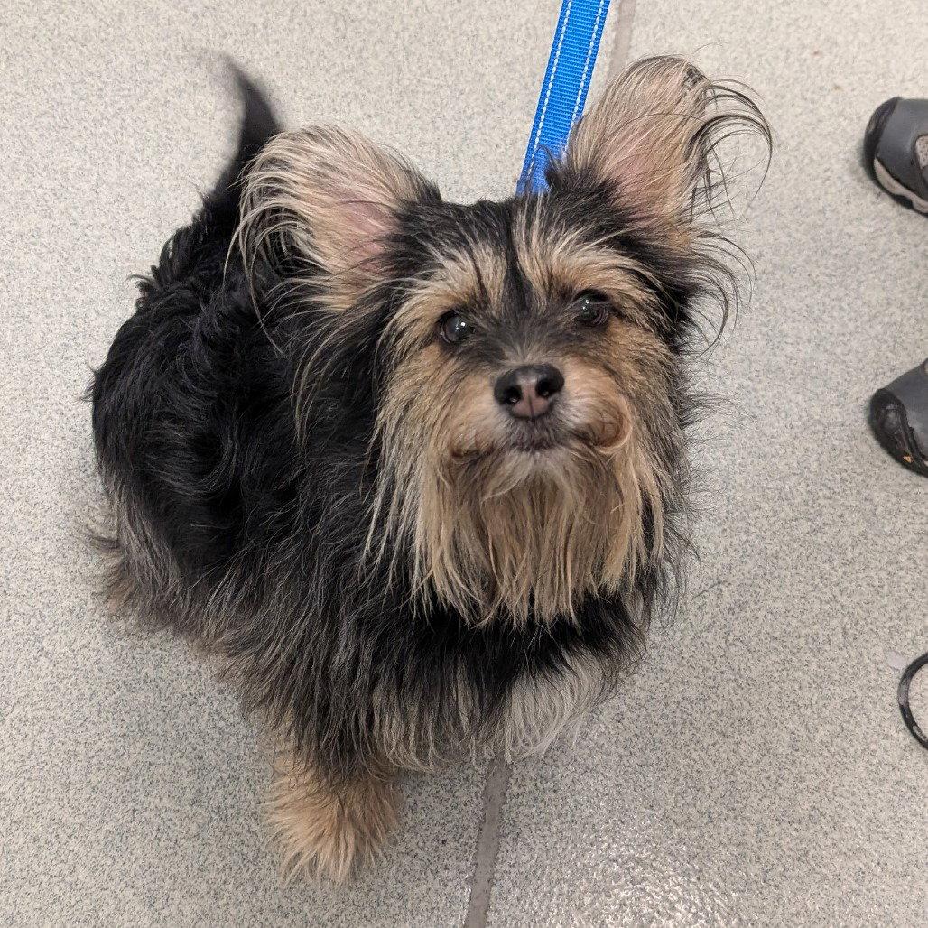 Oreo, a Adopted Yorkshire Terrier in New Castle, DE image 1/3