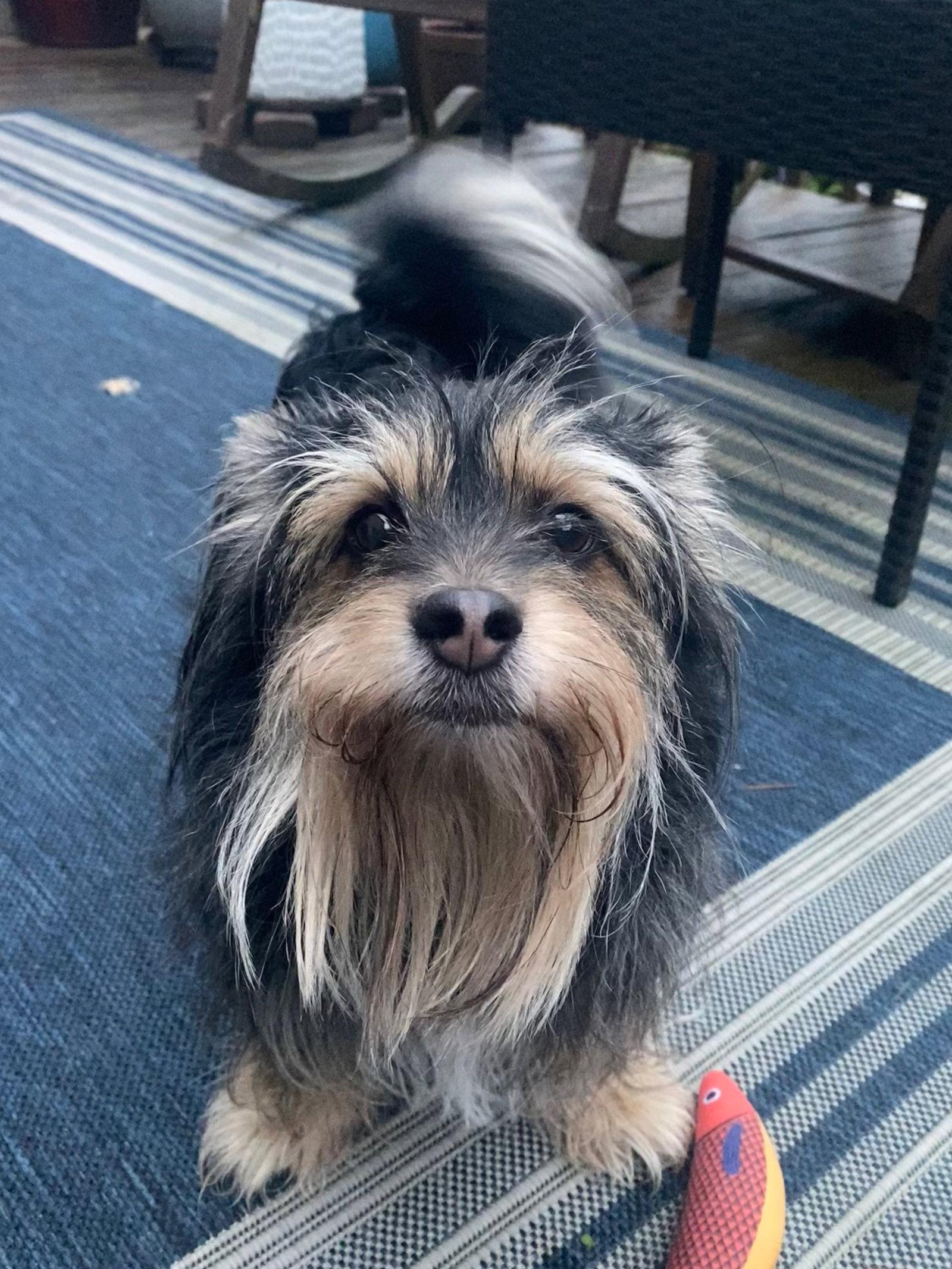Oreo, a Adopted Yorkshire Terrier in New Castle, DE image 2/3