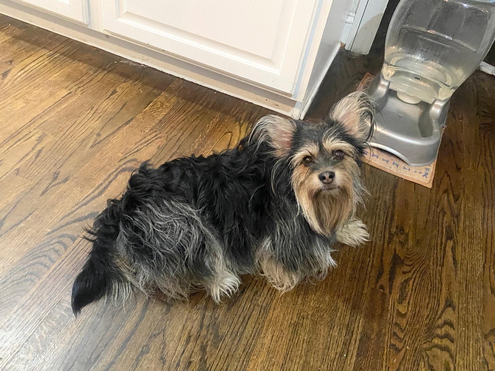 Oreo, a Adopted Yorkshire Terrier in New Castle, DE image 3/3