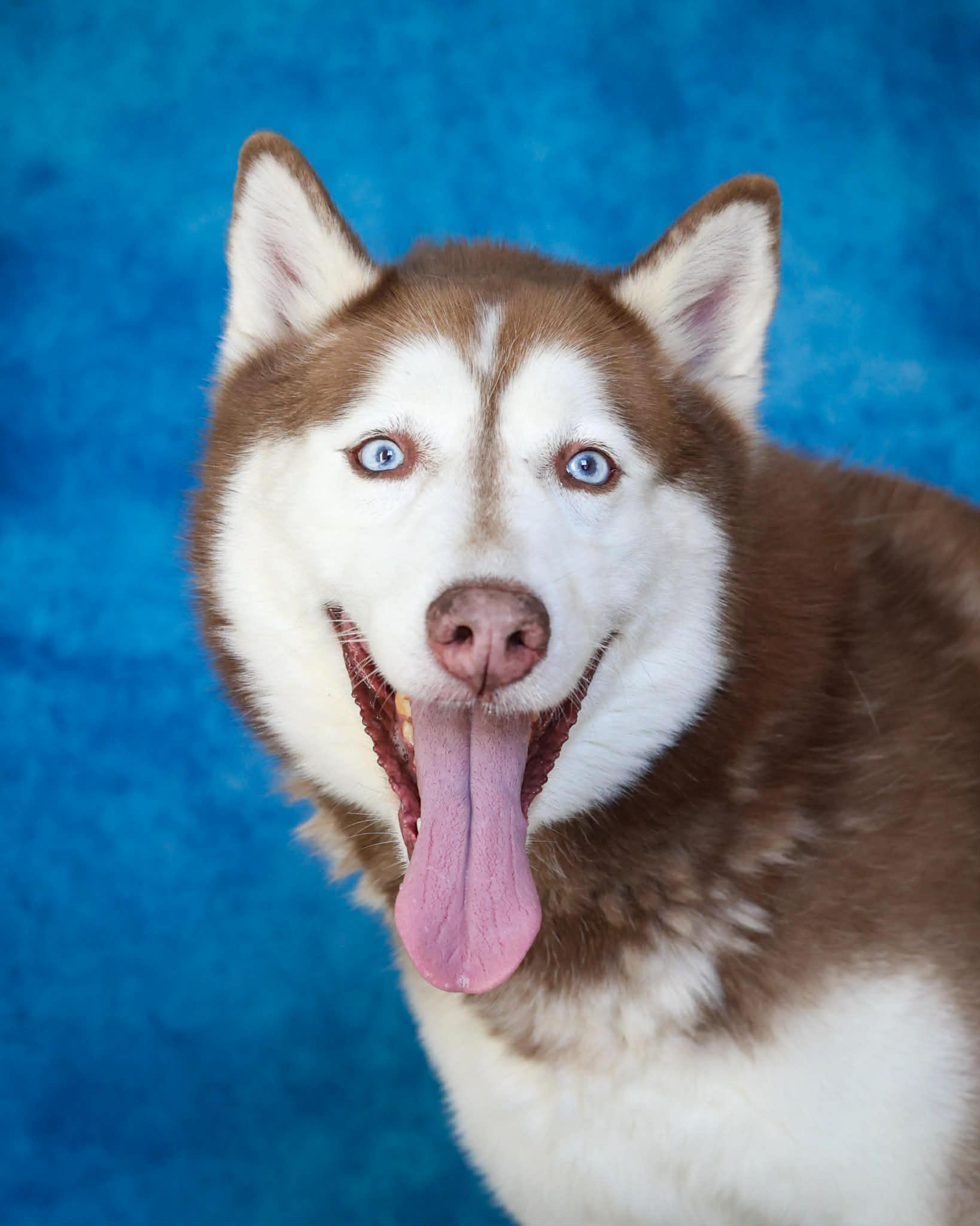 Enlarge RAMEN (0356), a ADOPTABLE mixed breed in Bridgeport, CT image 1/1