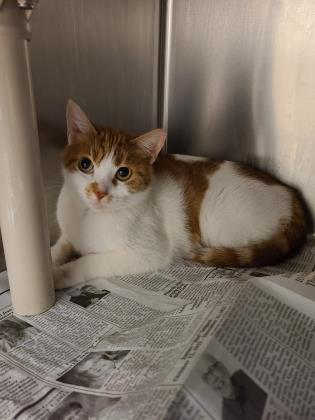 Marsha, Adoptable, Adult Female Domestic Short Hair.