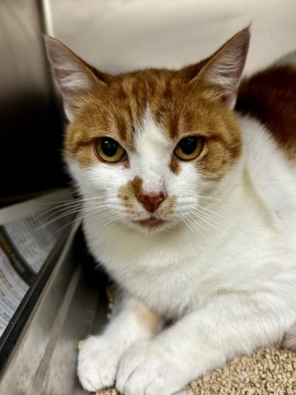 Marsha, a Adoptable mixed breed in Wichita, KS image 2/3