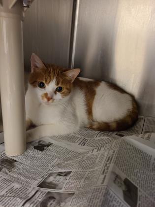 Marsha, a Adoptable mixed breed in Wichita, KS image 3/3