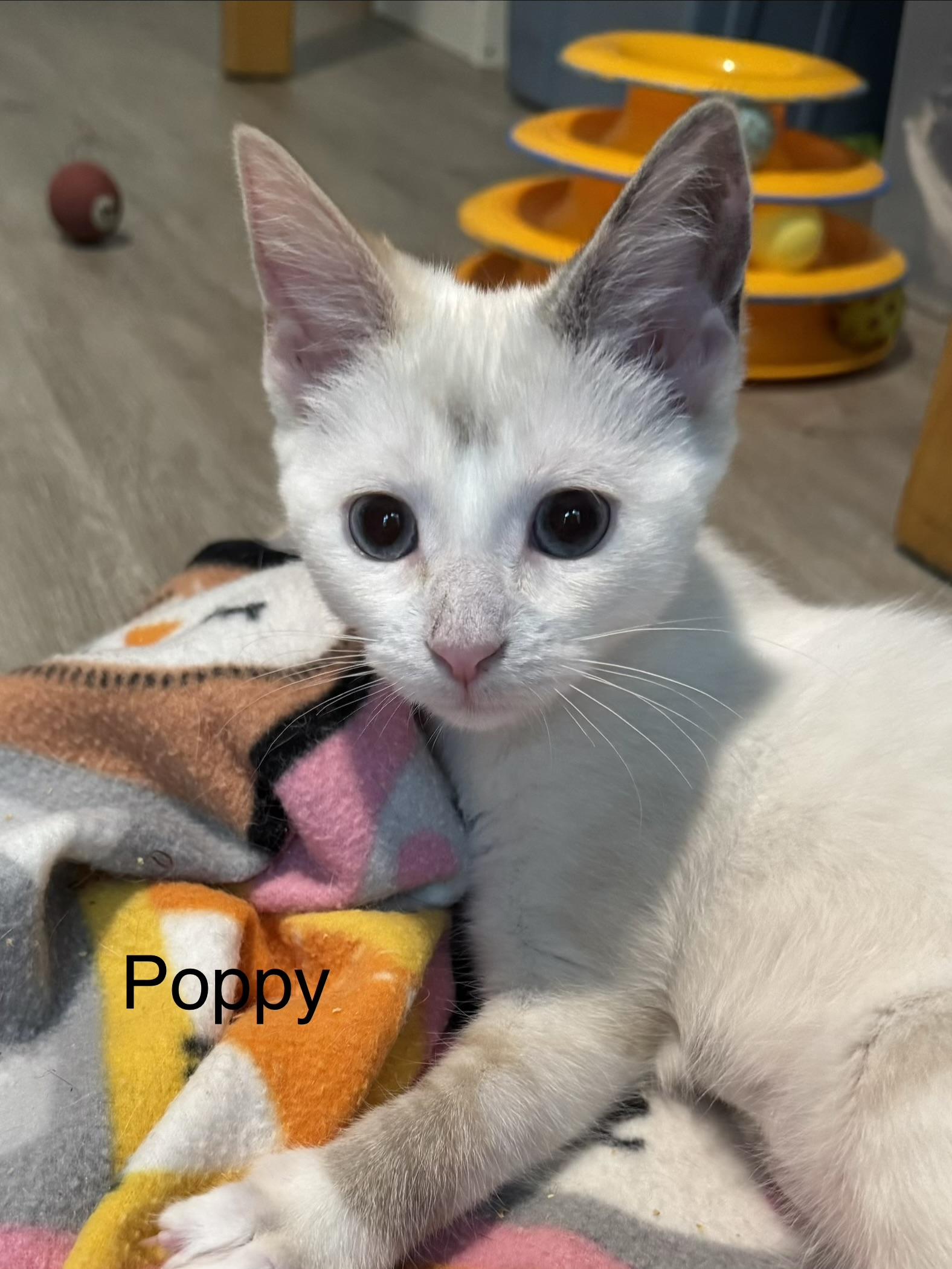 Enlarge Poppy, a ADOPTABLE Domestic Short Hair in Frederick, MD image 1/1