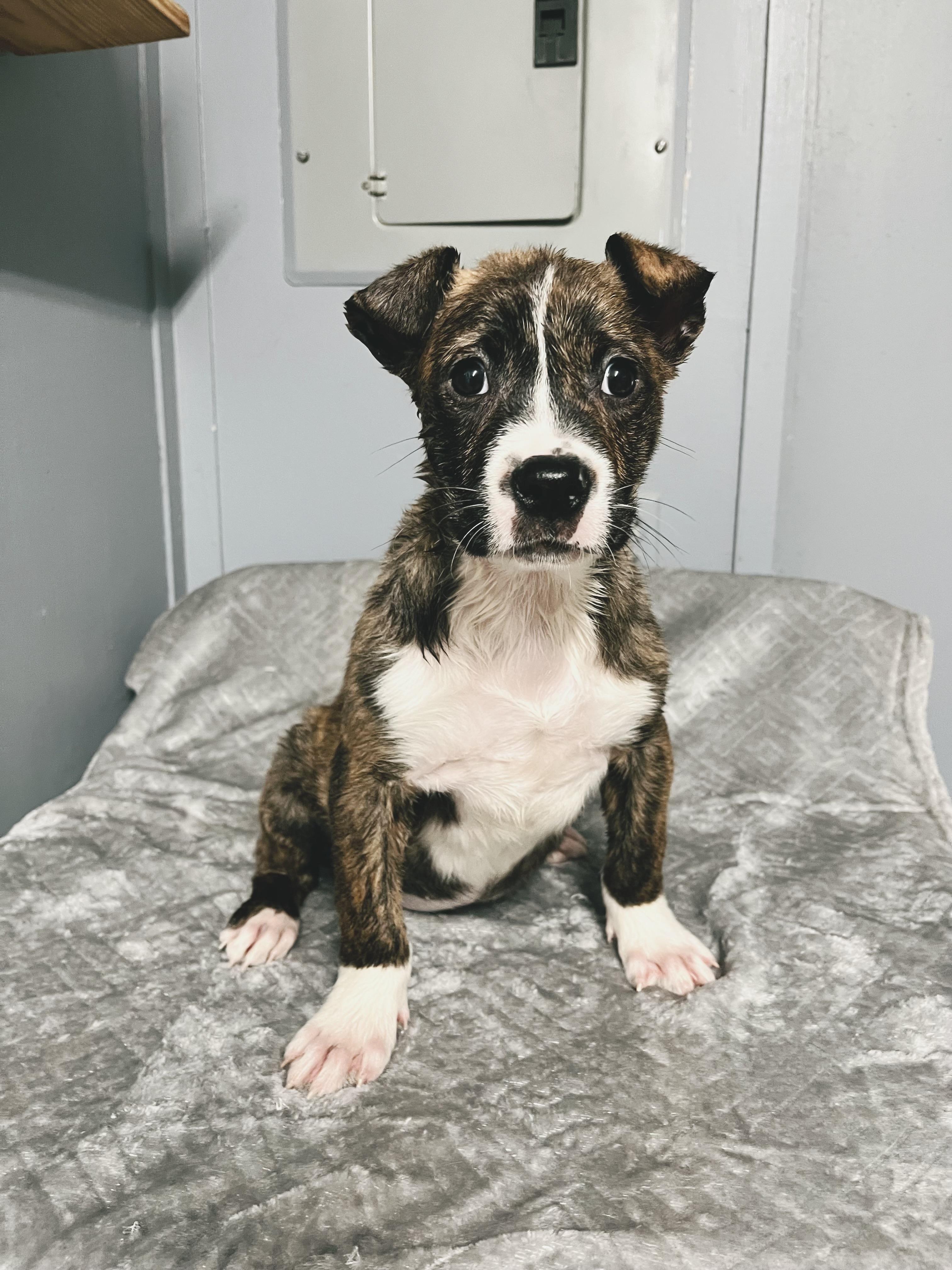 Raine, adopted, Puppy Female American Staffordshire Terrier.