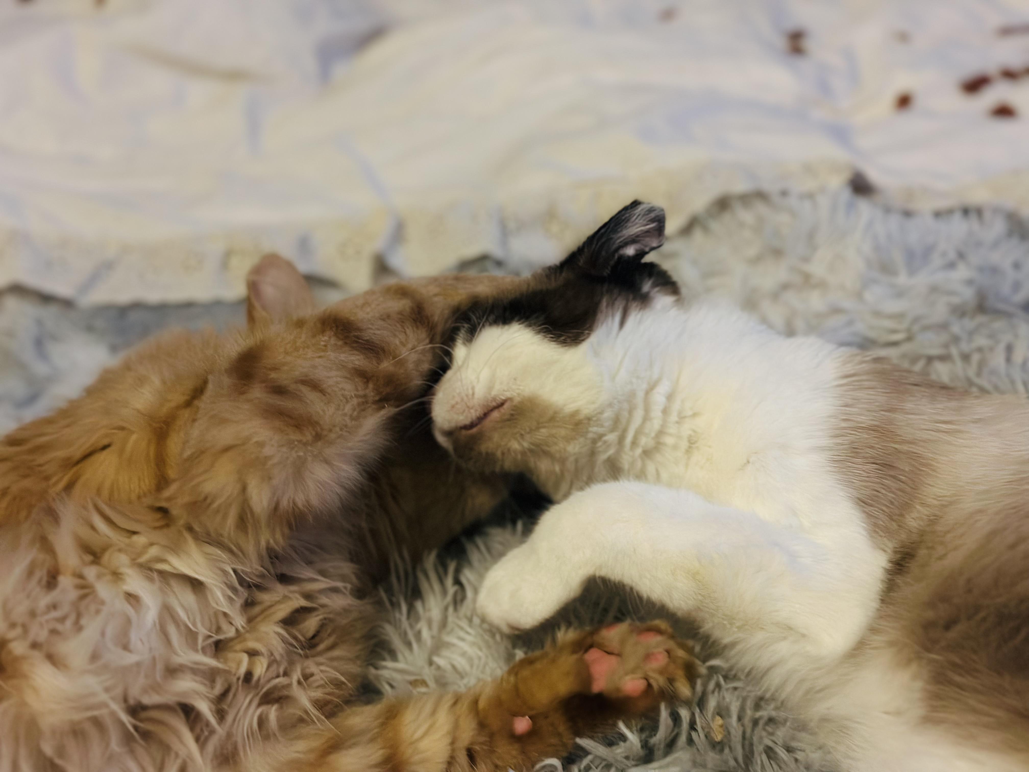Mufasa, an adoptable Domestic Long Hair in Price, UT, 84501 | Photo Image 2