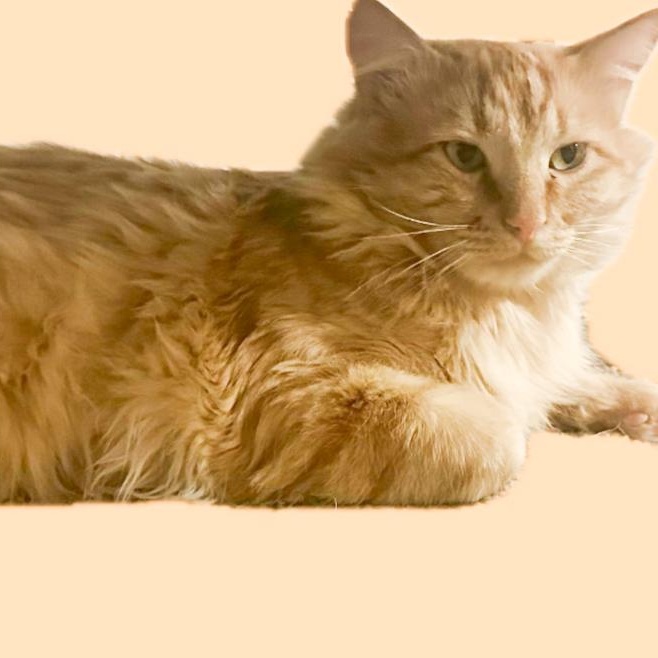 Mufasa, an adoptable Domestic Long Hair in Price, UT, 84501 | Photo Image 1