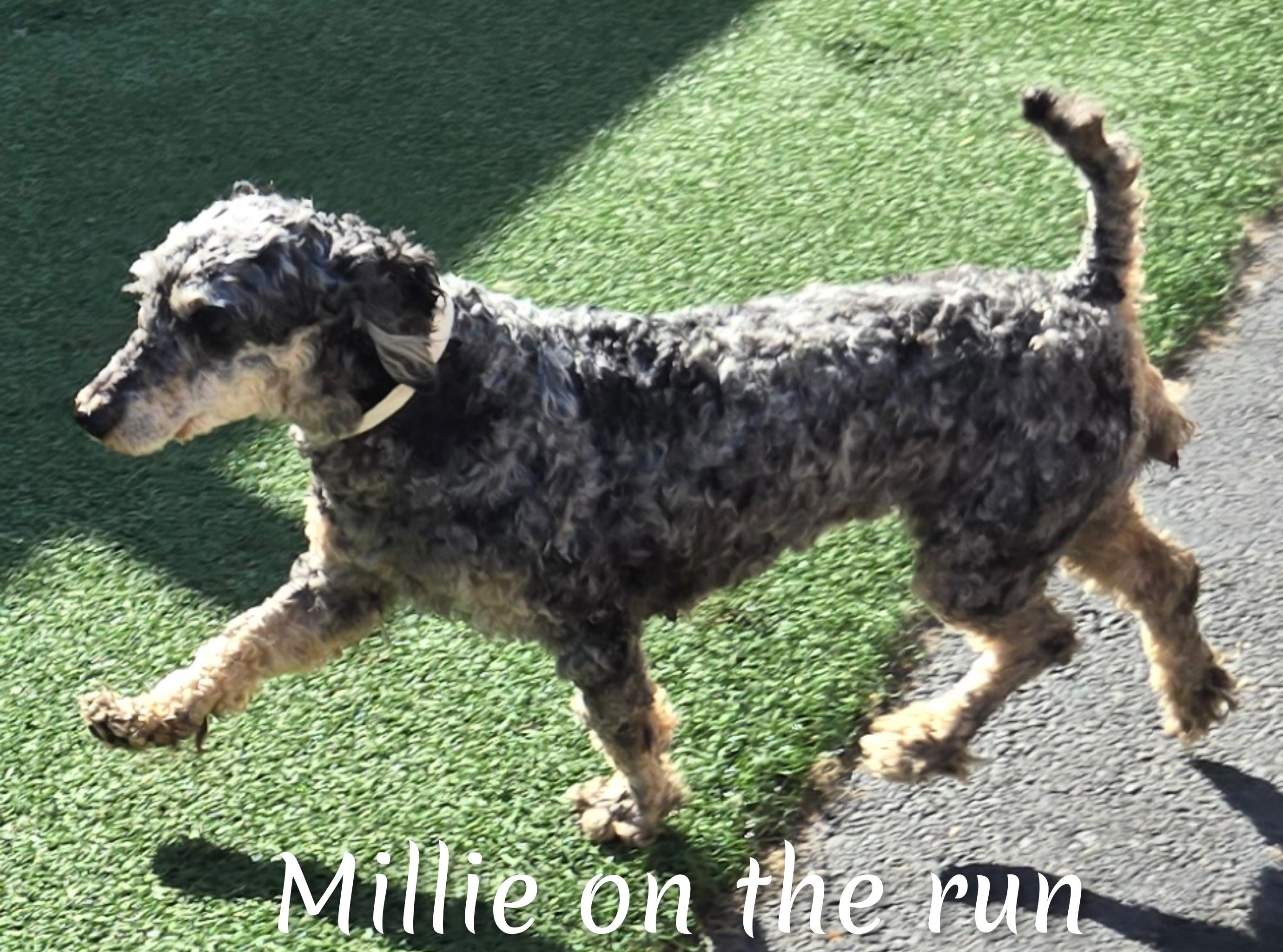 Millie 5