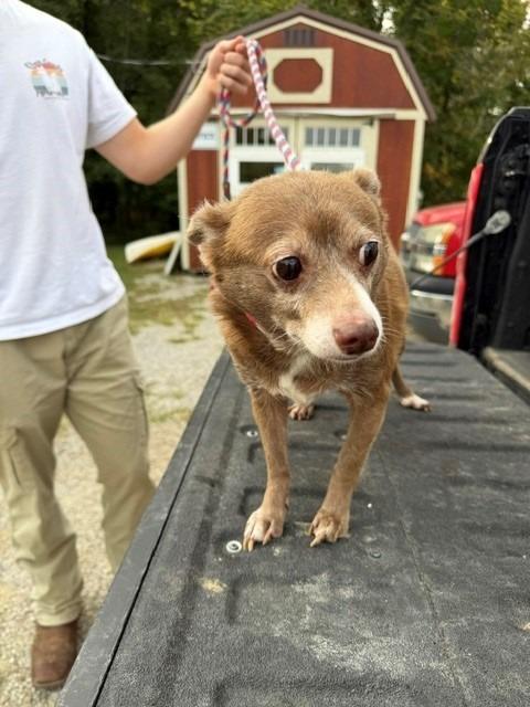 Enlarge Bear, a Adoptable Chihuahua in Louisville, IL image 1/1