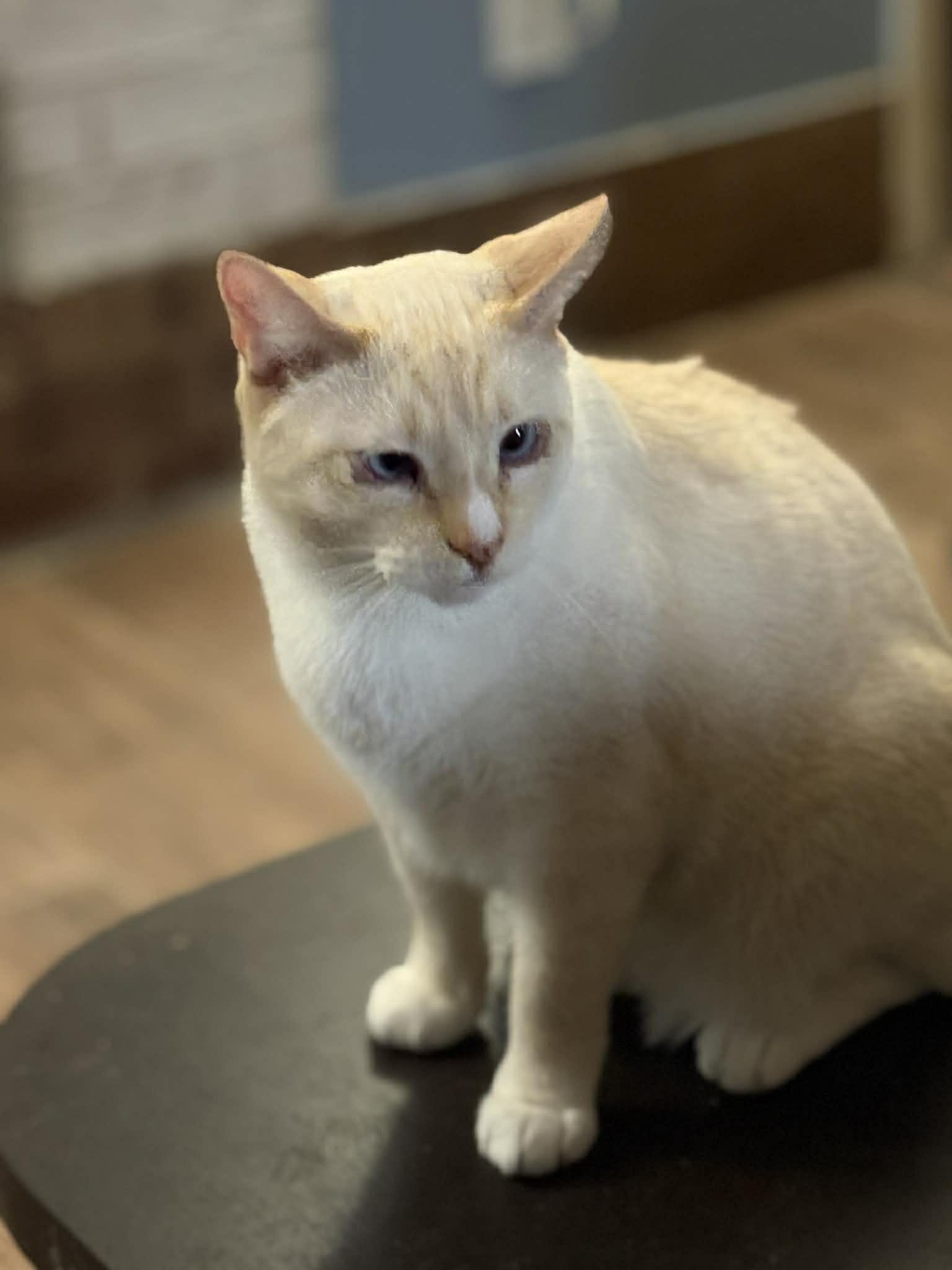 Coconut (DW -Fostered in TN), a ADOPTABLE mixed breed in Brooklyn, CT image 4/5