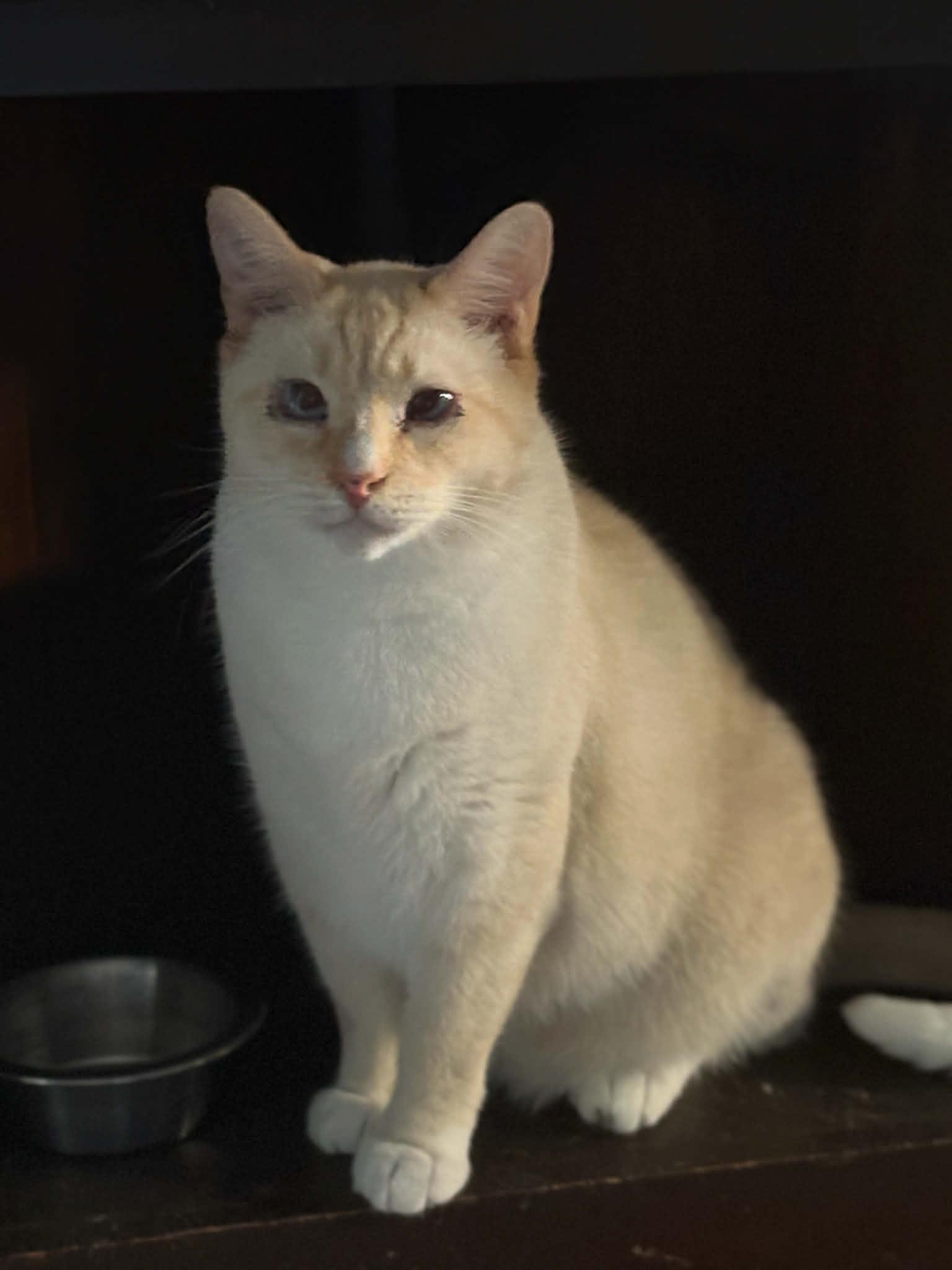 Coconut (DW -Fostered in TN), ADOPTABLE, Adult Male Siamese & Domestic Short Hair.