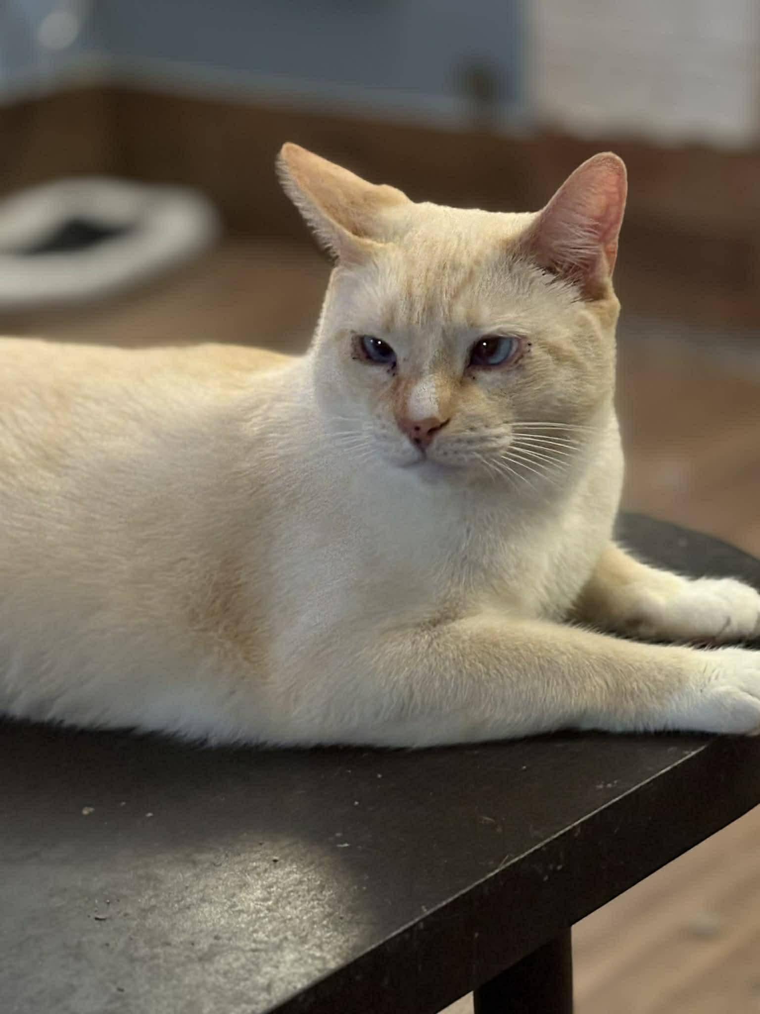 Coconut (DW -Fostered in TN), a ADOPTABLE mixed breed in Brooklyn, CT image 2/5