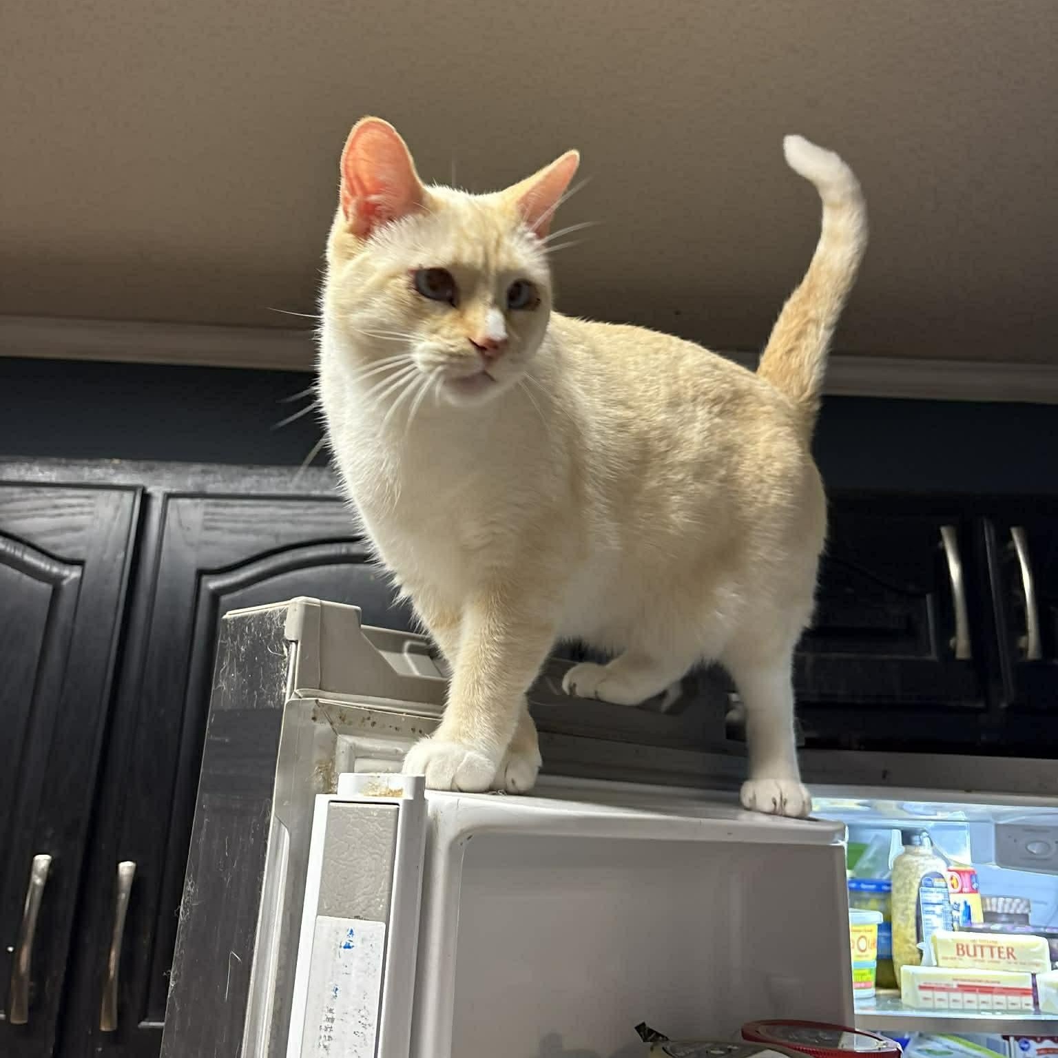 Coconut (DW -Fostered in TN), ADOPTABLE, Adult Male Siamese & Domestic Short Hair.