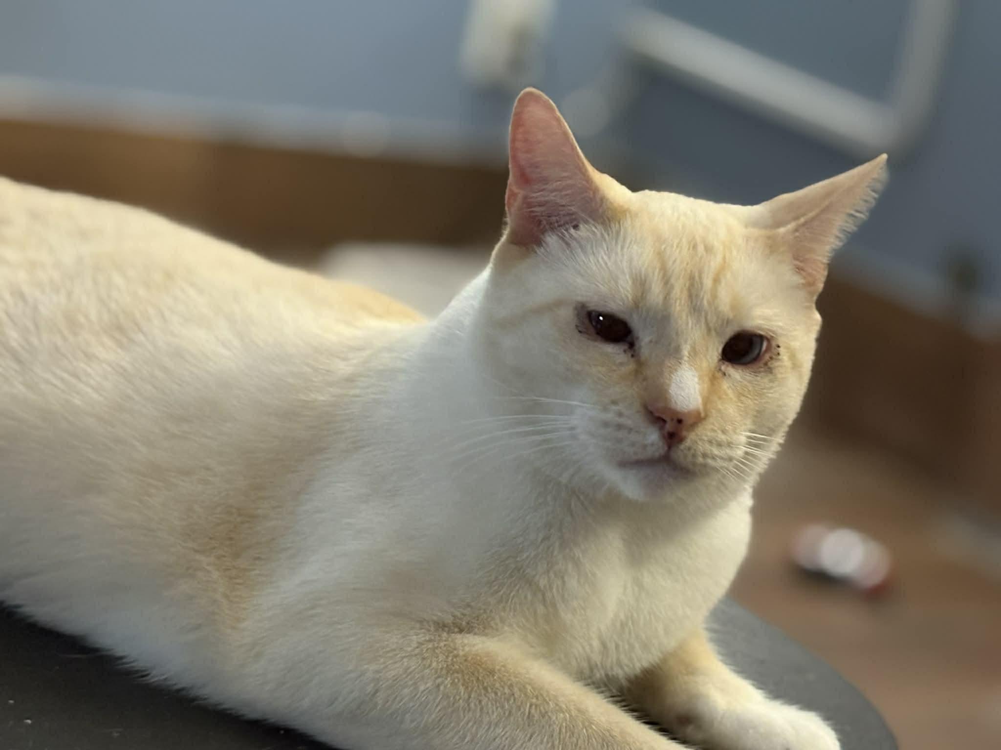 Coconut (DW -Fostered in TN), a ADOPTABLE mixed breed in Brooklyn, CT image 5/5