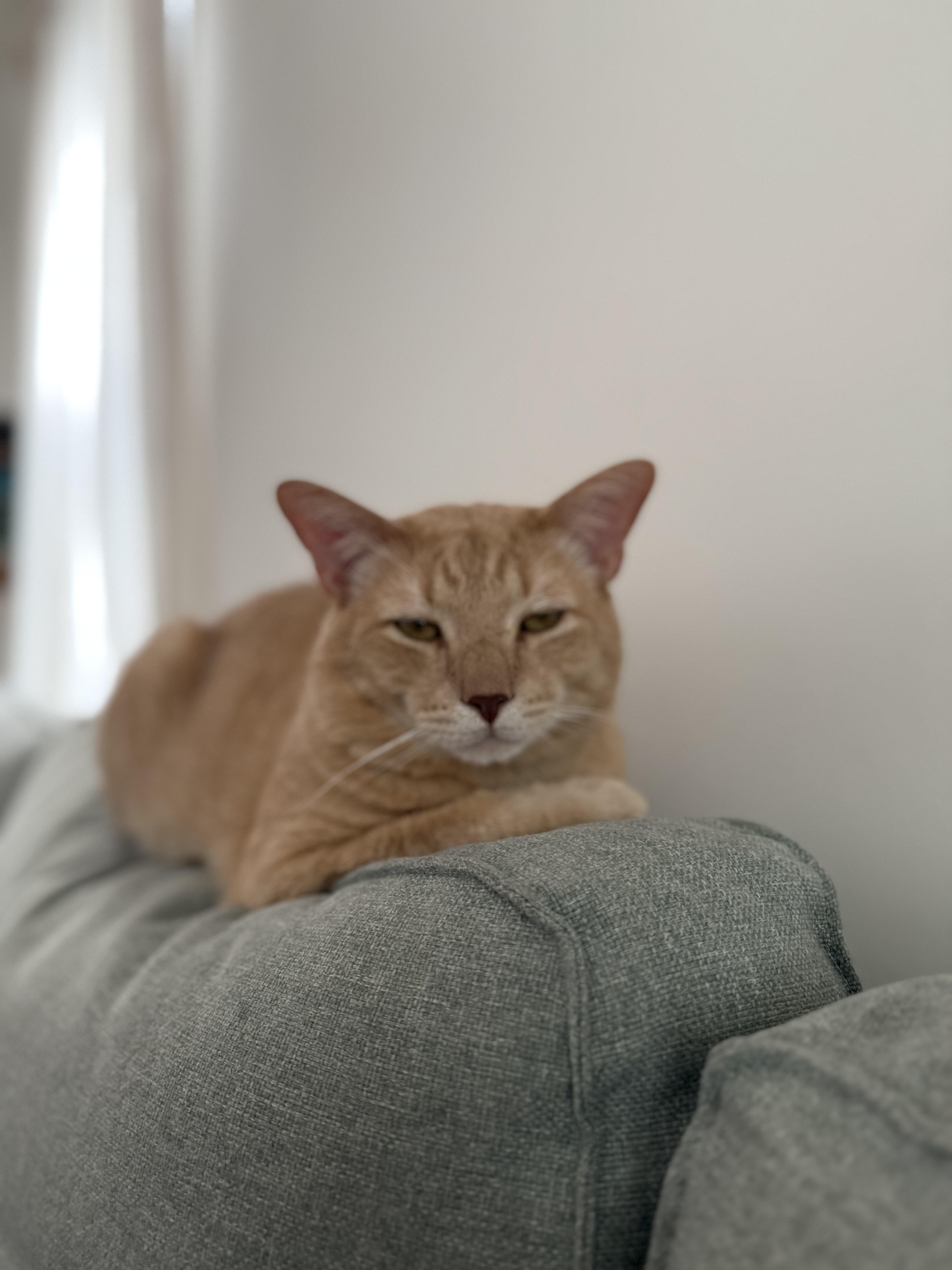 Enlarge Hopscotch, a Adopted Domestic Short Hair in Brooklyn, NY image 3/5