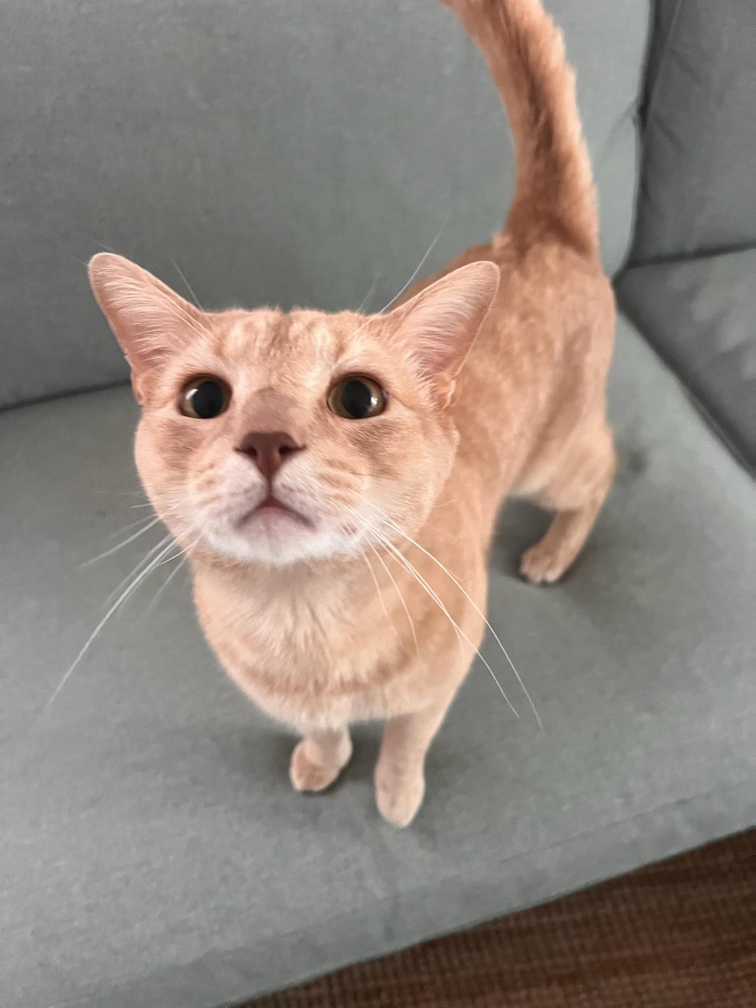 Enlarge Hopscotch, a Adopted Domestic Short Hair in Brooklyn, NY image 2/5