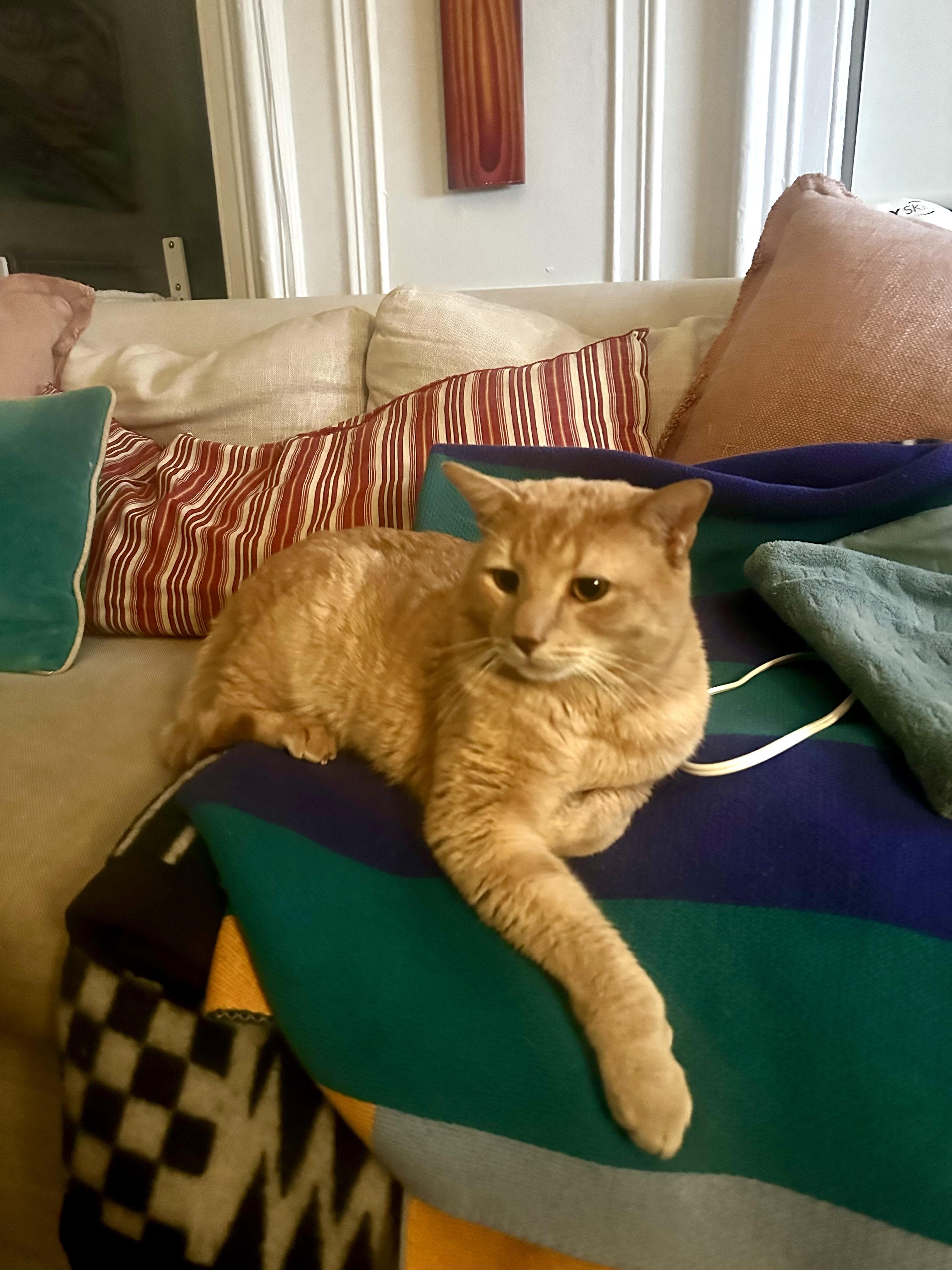 Enlarge Hopscotch, a Adopted Domestic Short Hair in Brooklyn, NY image 4/5