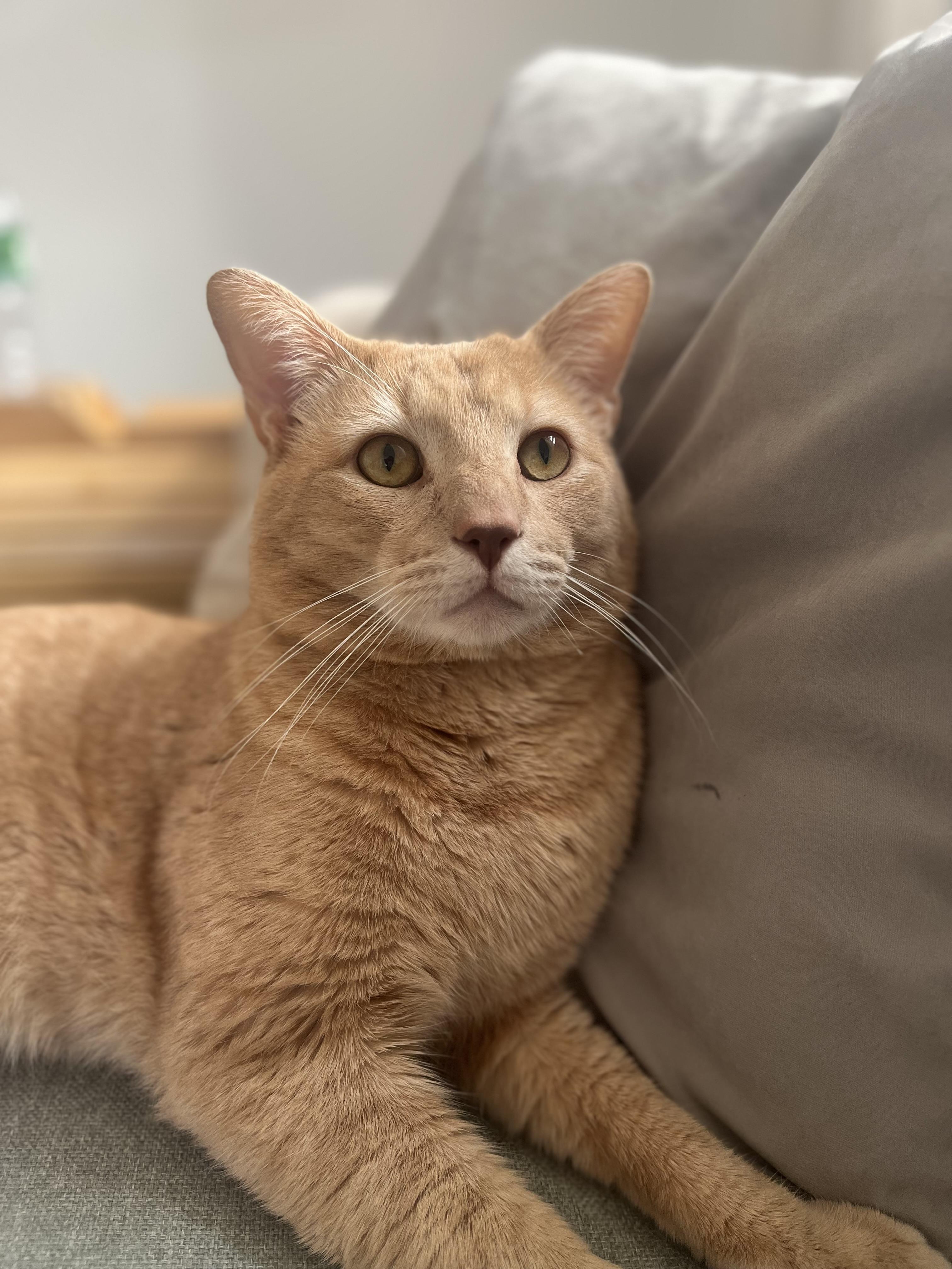 Hopscotch, Adopted, Young Male Domestic Short Hair.