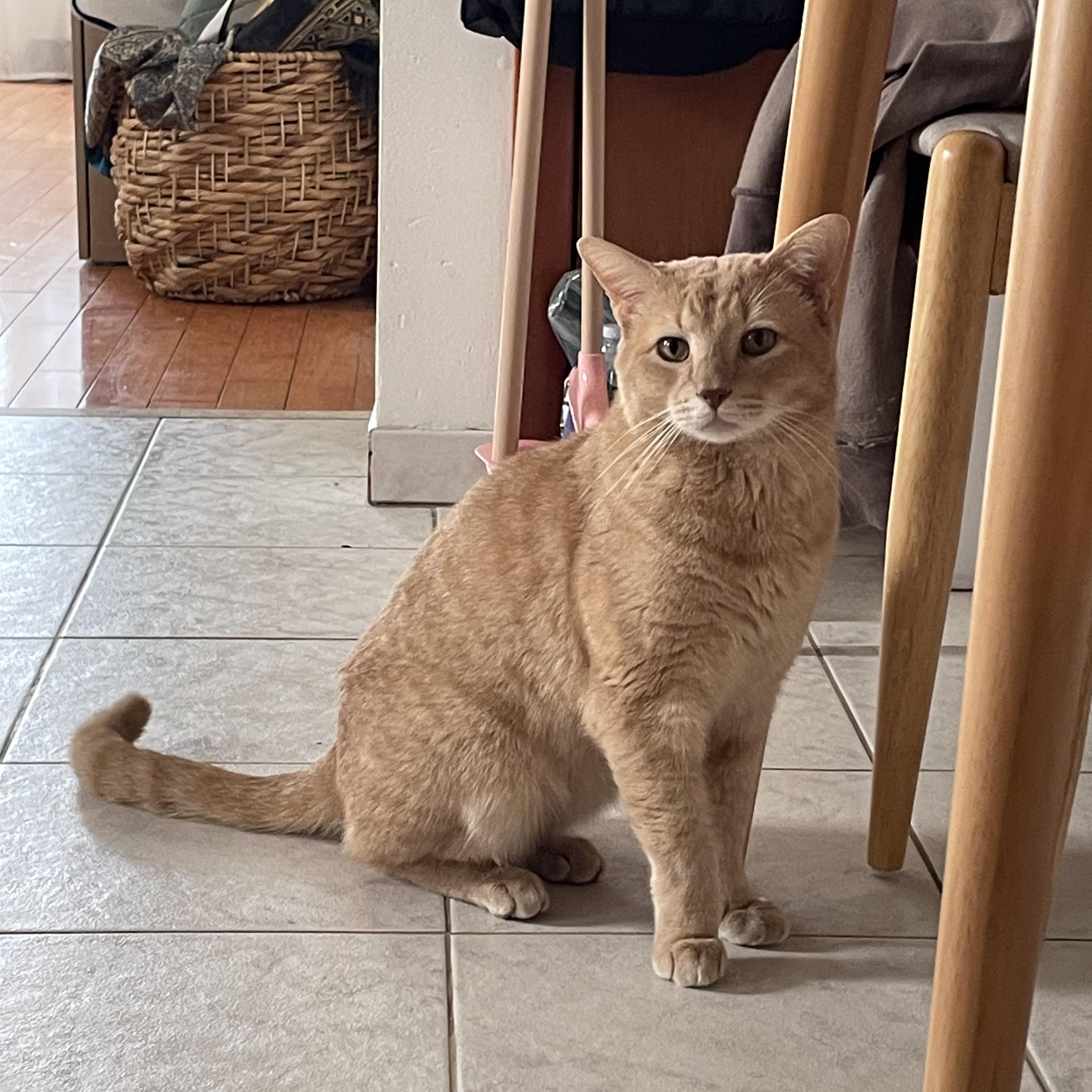 Enlarge Hopscotch, a Adopted Domestic Short Hair in Brooklyn, NY image 5/5