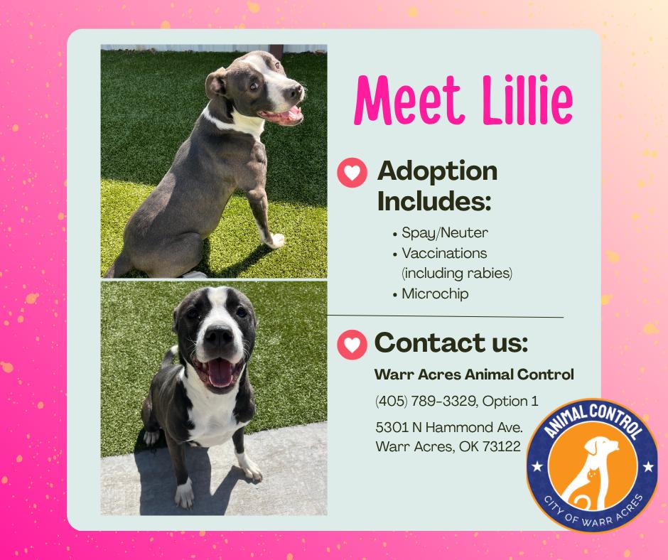 Enlarge Lillie, a ADOPTABLE mixed breed in Warr Acres, OK image 3/3