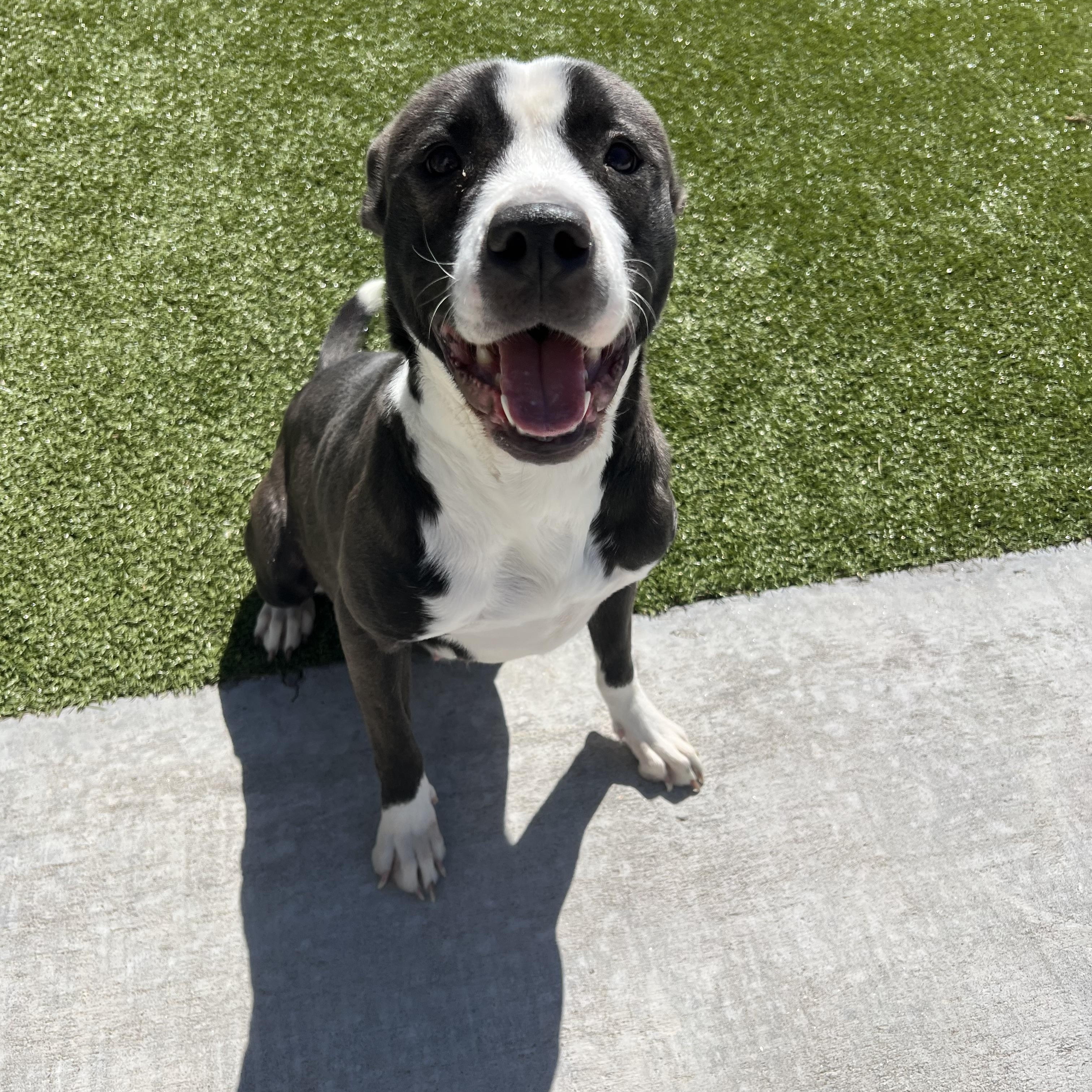 Enlarge Lillie, a ADOPTABLE mixed breed in Warr Acres, OK image 2/3