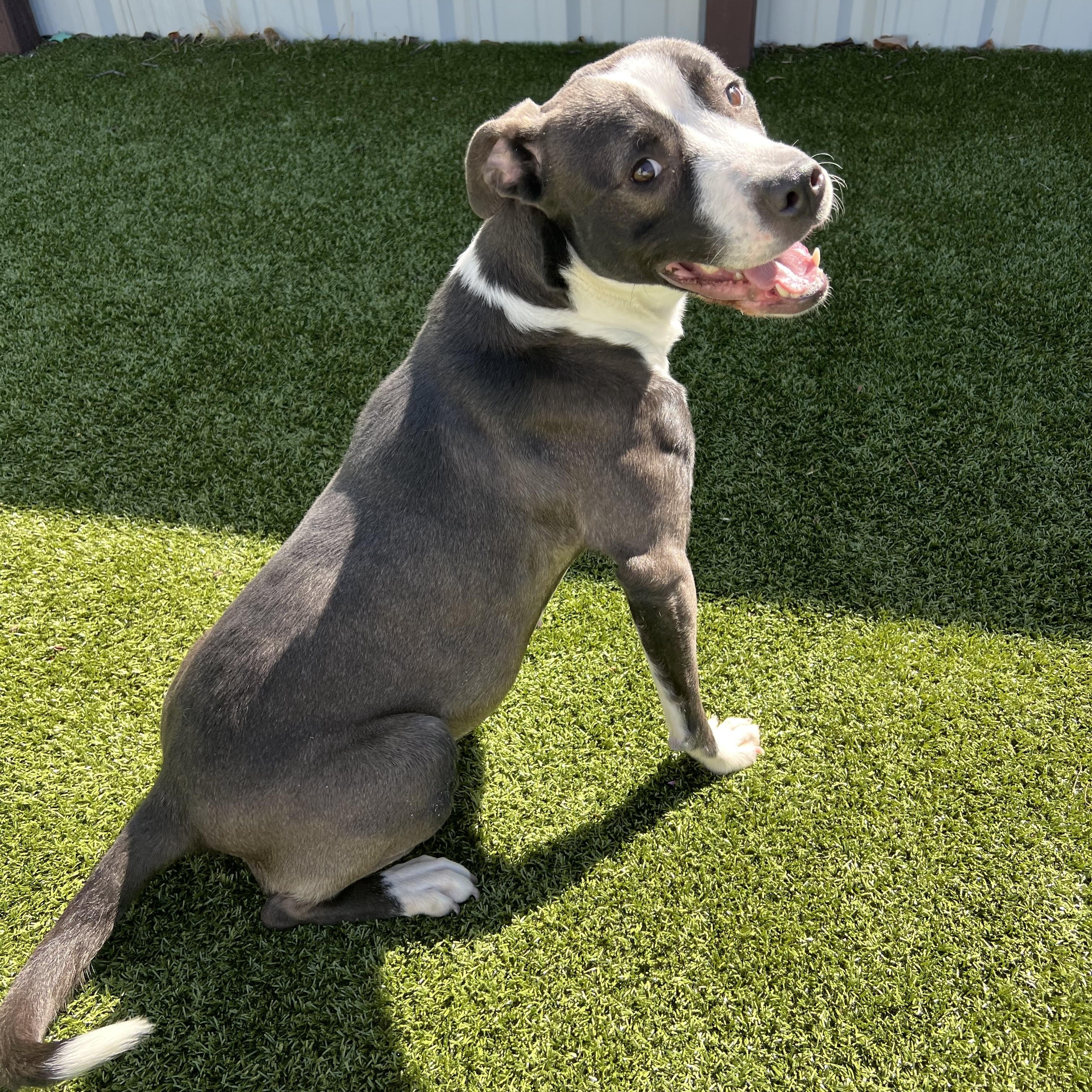 Lillie, ADOPTABLE, Adult Female Pit Bull Terrier & American Staffordshire Terrier.