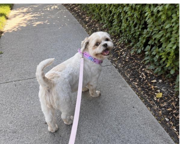 Enlarge Sookie, an adopted Shih Tzu in Corona, CA image 4/4