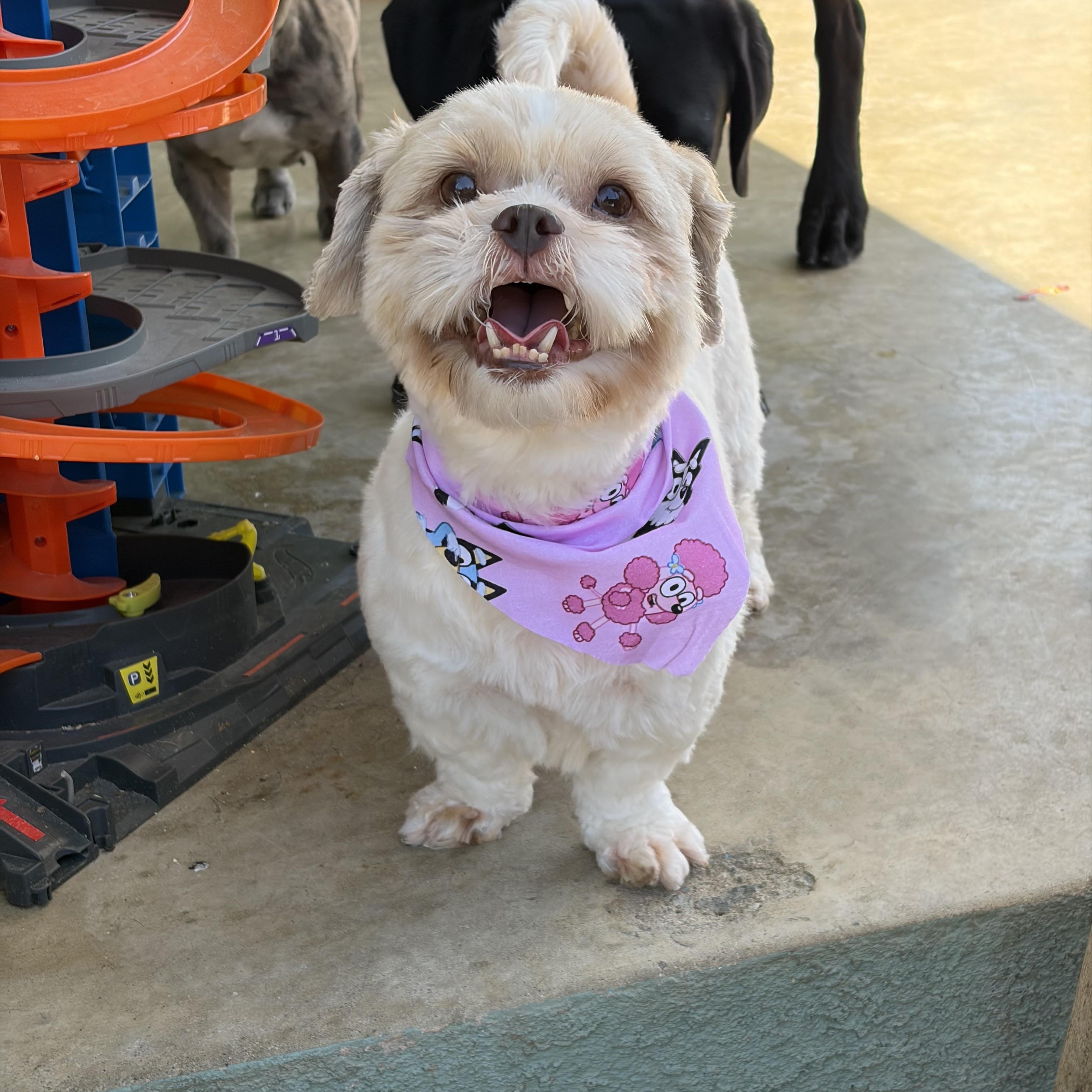 Enlarge Sookie, an adopted Shih Tzu in Corona, CA image 3/4