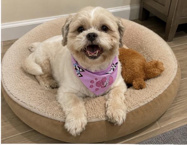 Sookie, adopted, Adult Female Shih Tzu.