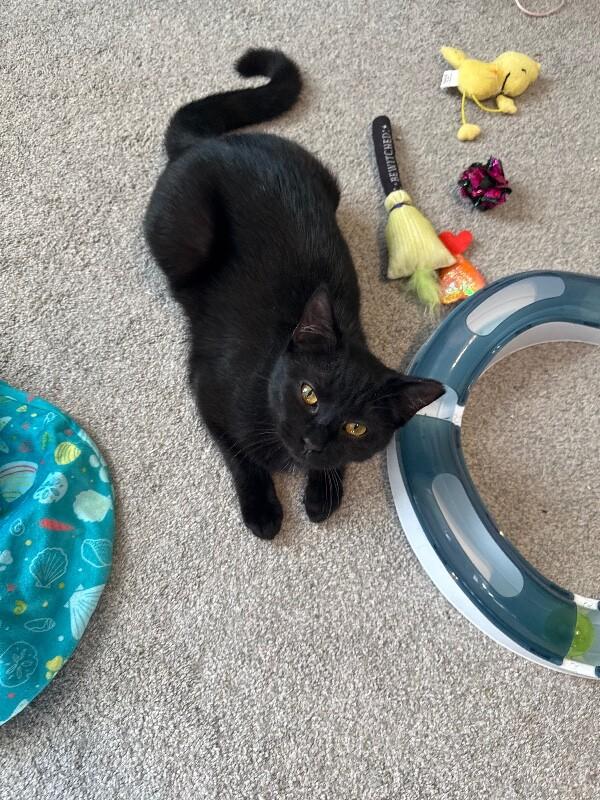 Ginny — thumbnail 2