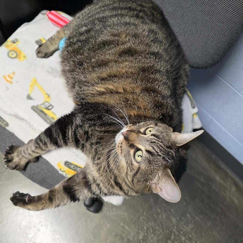 Enlarge Hunter, a Adoptable mixed breed in DeKalb, IL image 1/6