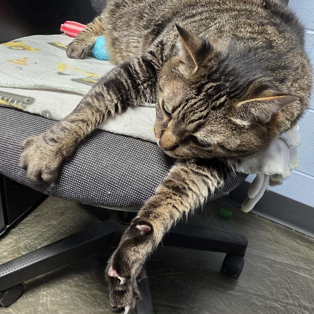 Enlarge Hunter, a Adoptable mixed breed in DeKalb, IL image 2/6