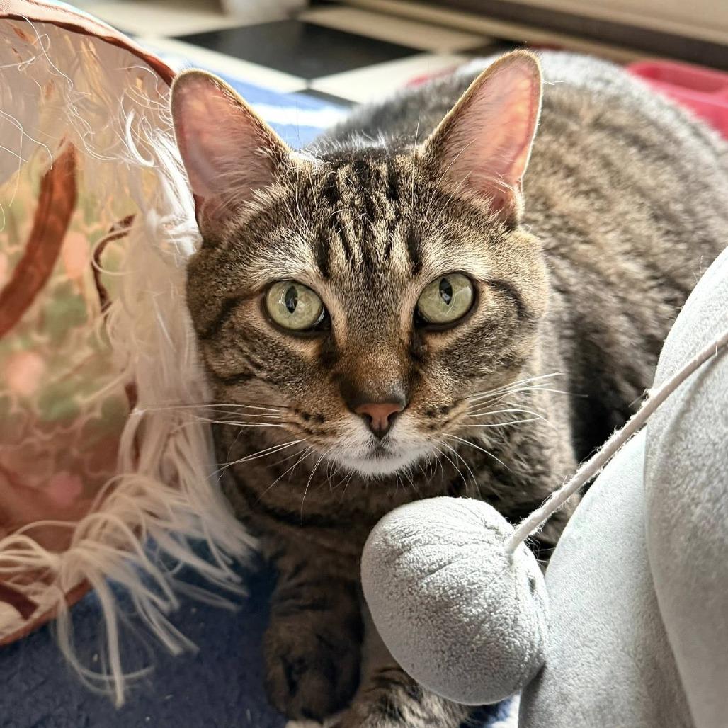 Enlarge Hunter, a Adoptable mixed breed in DeKalb, IL image 4/6