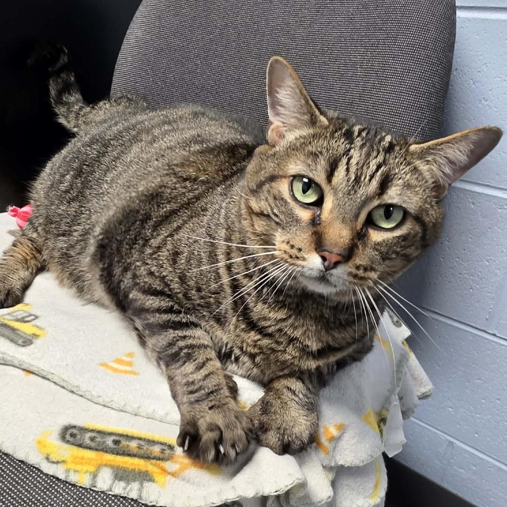 Enlarge Hunter, a Adoptable mixed breed in DeKalb, IL image 5/6