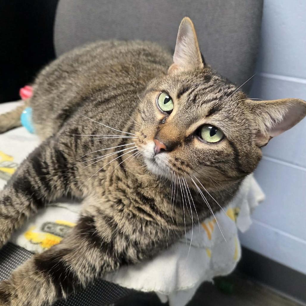 Enlarge Hunter, a Adoptable mixed breed in DeKalb, IL image 6/6