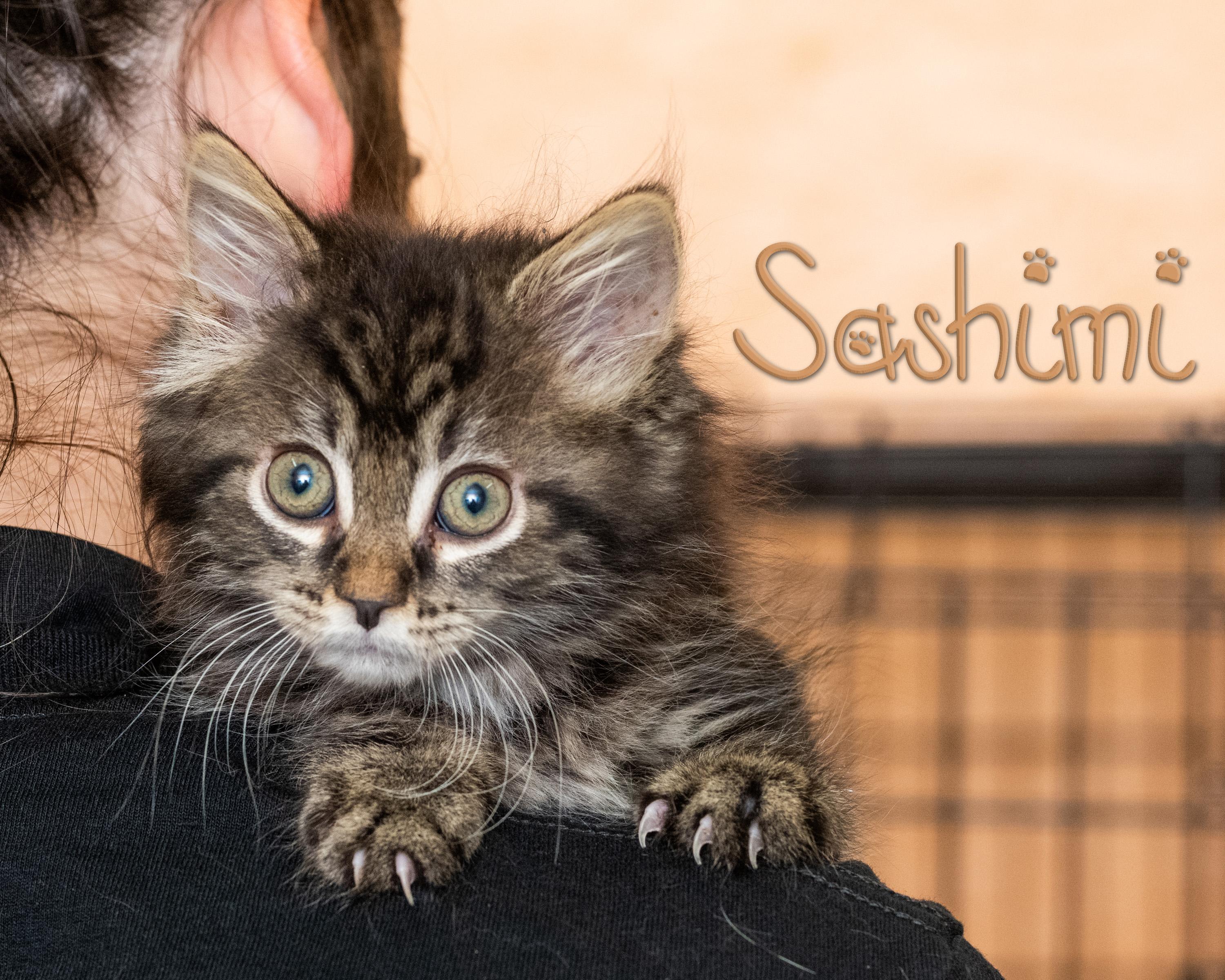 Sashimi, adopted, Kitten Female Domestic Medium Hair.