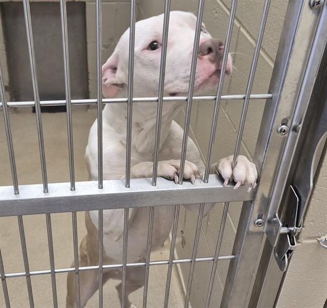 OPAL, Adoptable, Young Female Pit Bull Terrier.