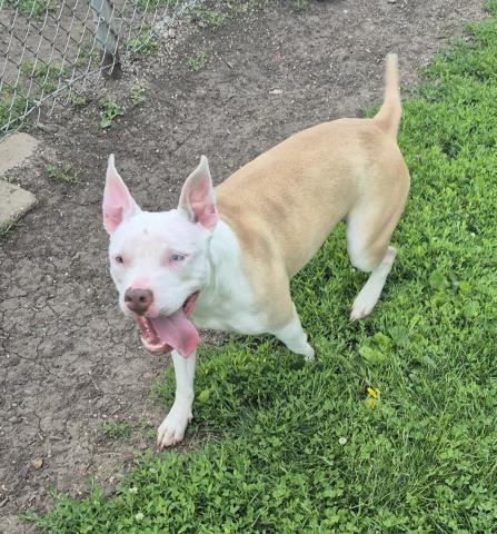 OPAL, Adoptable, Young Female Pit Bull Terrier.