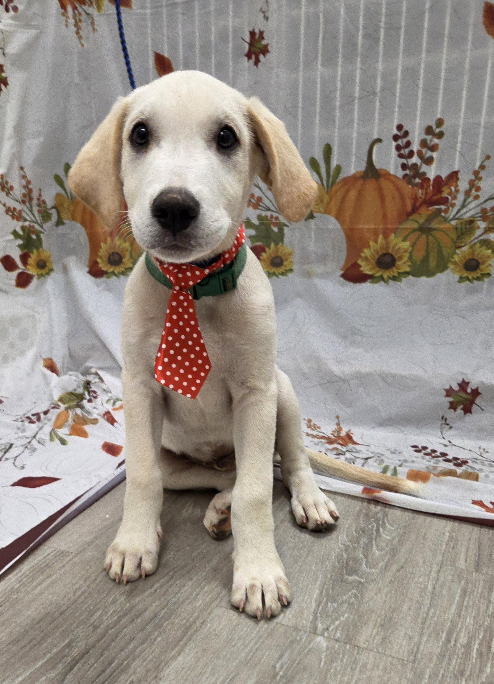 Jinx, Adoptable, Puppy Male Labrador Retriever & Golden Retriever.