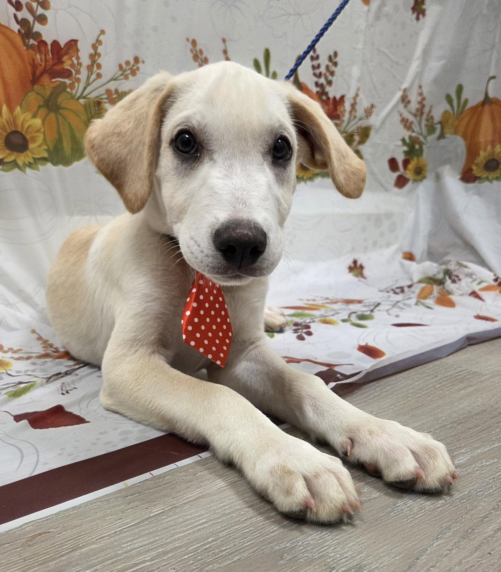Enlarge Jinx, a Adoptable mixed breed in Attalla, AL image 2/3
