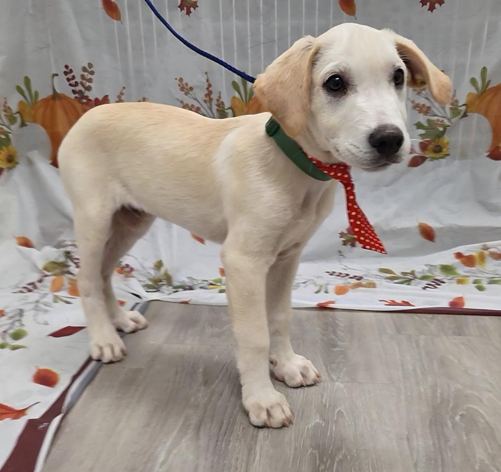 Enlarge Jinx, a Adoptable mixed breed in Attalla, AL image 3/3