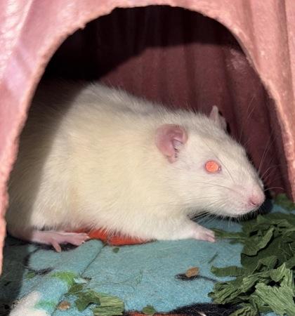 Khazra, Adoptable, Adult Male Rat.