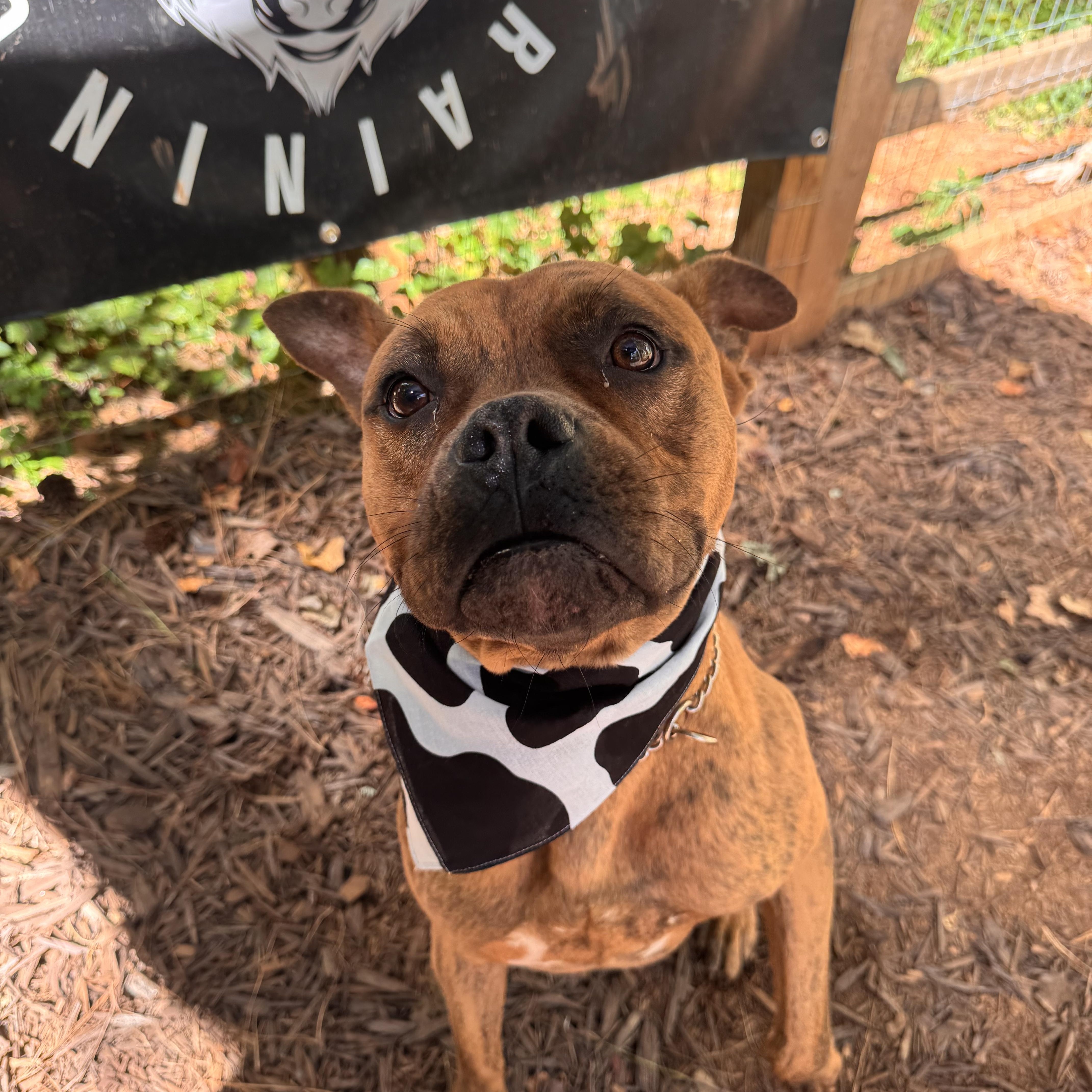 Wrangler, a Adoptable mixed breed in Gainesville, GA image 1/3