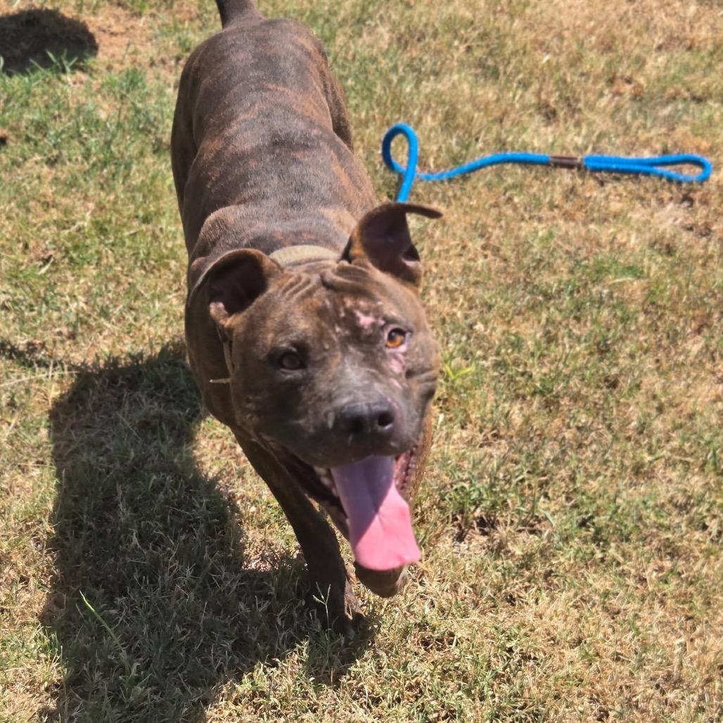 Bronco, Adoptable, Adult Male Mixed Breed.