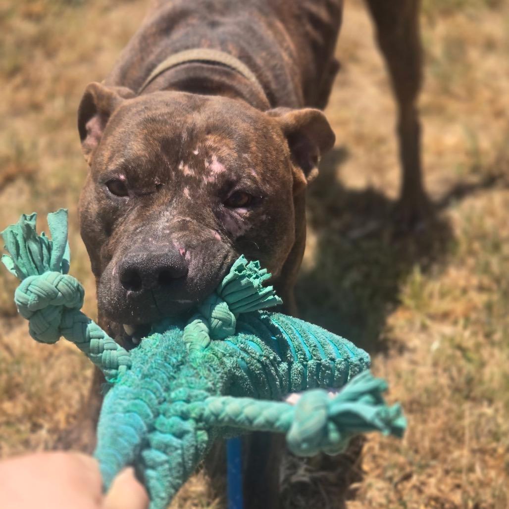 Bronco, a Adoptable Mixed Breed in Pauls Valley, OK image 2/4