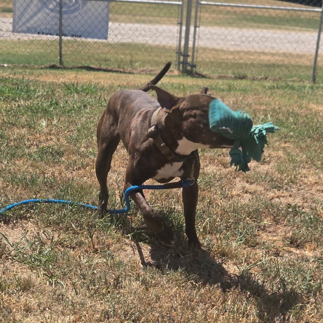 Bronco, a Adoptable Mixed Breed in Pauls Valley, OK image 3/4