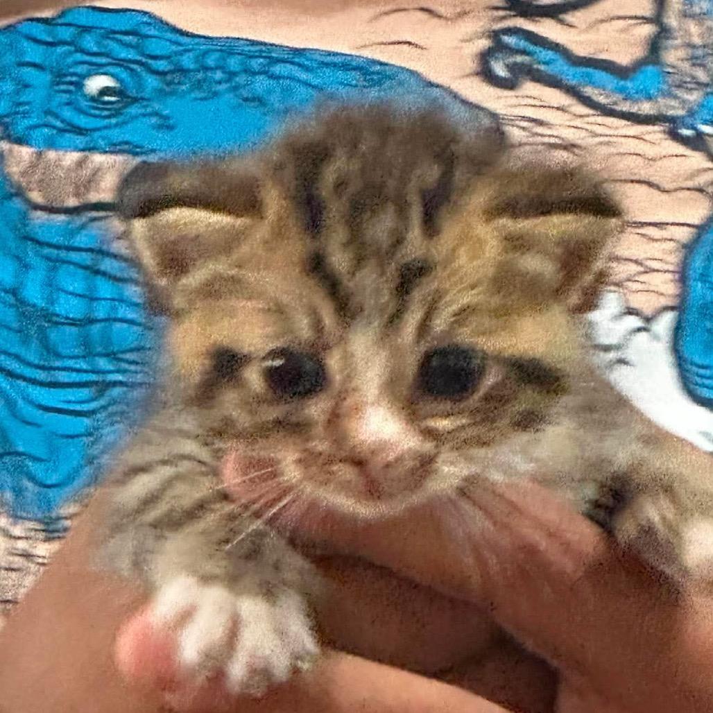kit 5, Adoptable, Kitten Male Domestic Short Hair.