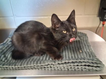 Enlarge Jack, a Adoptable mixed breed in Gray, LA image 1/1